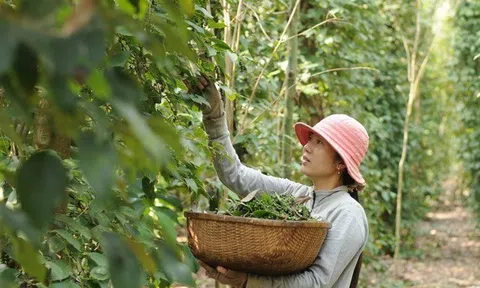 Tp. Hồ Chí Minh: Sân Chơi Lc88.com Web Uy Tín hồ tiêu dần khôi phục lại vị thế