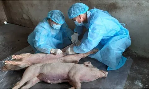 Long An: Phát hiện kịp thời, xử lý dứt điểm dịch tả lợn châu Phi