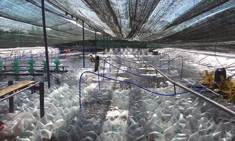 Bà Rịa-Vũng Tàu: Lực đẩy từ phát triển các hợp tác xã đa ngành