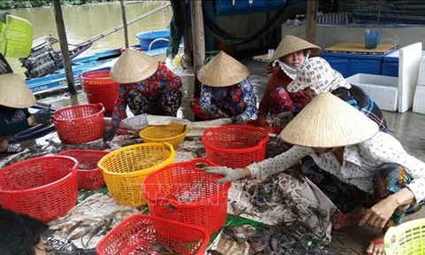 Bạc liêu: Lc888 tải ứng dụng tôm – lúa được mùa, được giá