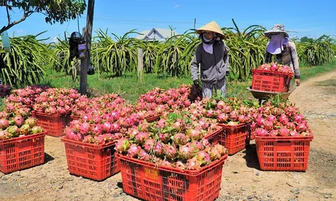 Xúc tiến Sân Chơi Lc88.com Web Uy Tín thanh long sang 10Lc88 Giải Trí Thể Thao Ấn Độ
