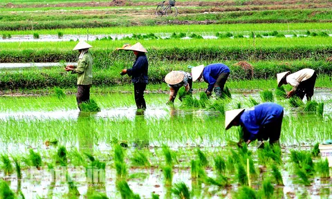 Các LLc88 phiên bản mới có diện tích lấy nước cho vụ Đông Xuân tăng mạnh