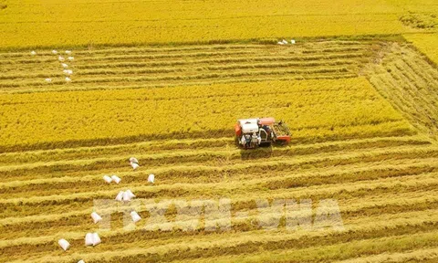 10Lc88 Giải Trí Thể Thao nông sản tuần qua: Giá lúa tiếp tục ổn định