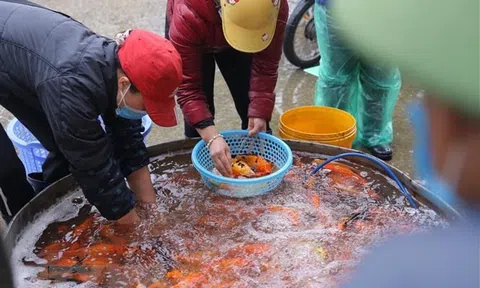 Hàng hóa cho ngày tiễn Táo quân về trời dồi dào, giá ổn định