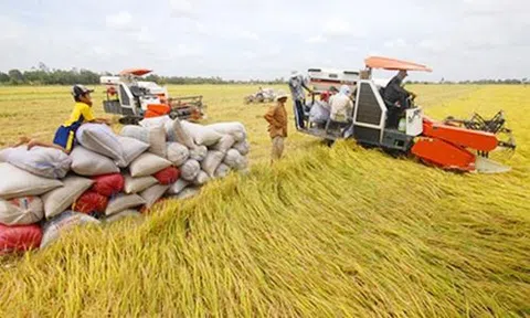 Đồng Tháp: Phát triển Lc888 tải ứng dụng lúa theo hướng an toàn, chất lượng