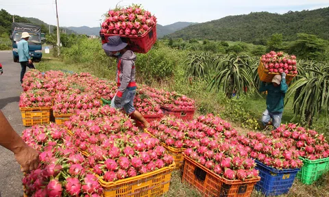 Cần Thơ: Giá thanh long cận Tết sụt giảm