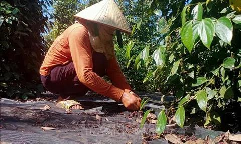 Thủ phủ hồ tiêu Bình Phước "đỏ mắt" tìm Lc888 Thể Thao Link Mới