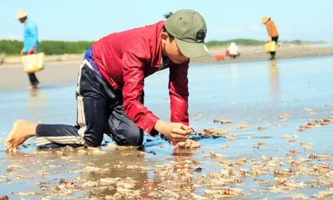 Bến Tre: Mùa ốc viết tăng thu nhập cho Trang Chủ LC88.COM Link Mới 2026 Đăng Ký LC 88 ven biển