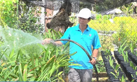 Đồng Tháp: Nghề trồng lan huệ tạo ra nguồn thu nhập hấp dẫn cho Trang Chủ LC88.COM Link Mới 2026 Đăng Ký LC 88