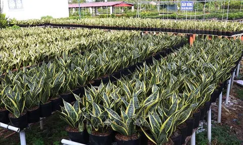Hướng mới từ trồng hoa kiểng công trình ở làng hoa Sa Đéc