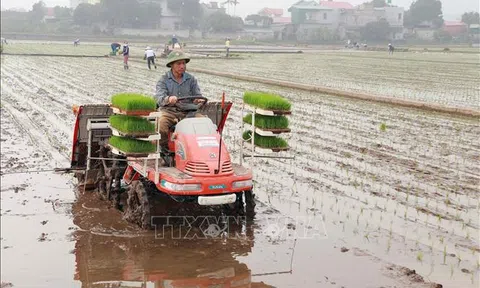 Nhiều lợi ích từ áp dụng máy cấy vào Lc888 tải ứng dụng tại Hà Nam