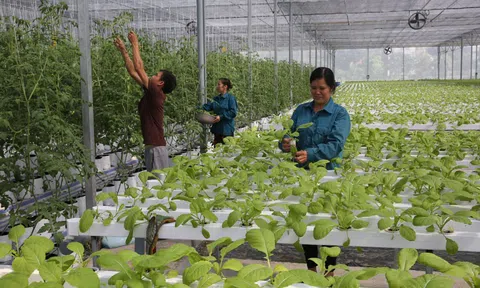 Đưa ứng dụng công nghệ cao vào Lc888 tải ứng dụng rau an toàn