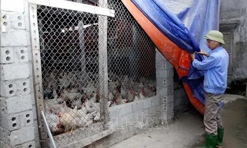 Vĩnh Phúc: Hỗ trợ các LLc88 phiên bản mới phòng chống rét cho đàn vật nuôi