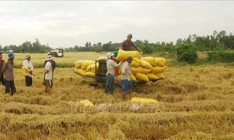 10Lc88 Giải Trí Thể Thao nông sản tuần qua: Giá lúa tăng nhẹ