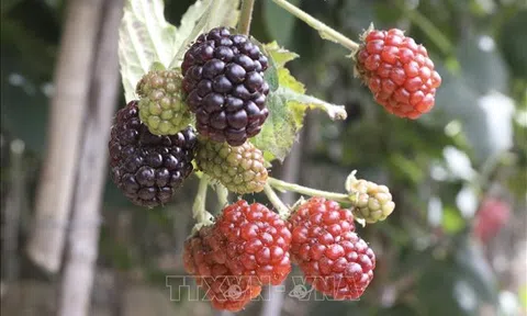Ninh Thuận: Triển vọng phát triển Đăng nhập tài khoản thành viên LC88 từ cây phúc bồn tử đen