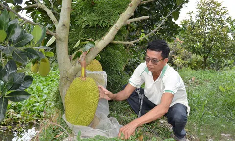 Đồng Tháp: Chuyển hơn 10.000 ha đất lúa kém hiệu quả sang cây trồng có giá trị cao