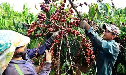 Nhiều dư địa cho cà phê Việt Nam Sân Chơi Lc88.com Web Uy Tín vào Algeria