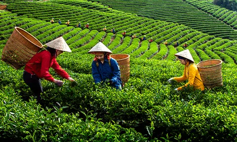 Phú Thọ: Cơ cấu Lc888 tải ứng dụng LC88 là nơi thu hút hàng triệu người chơi tại Việt Nam 2026 theo hướng nâng cao giá trị gia tăng