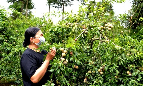 Lào Cai hướng tới Lc888 tải ứng dụng LC88 là nơi thu hút hàng triệu người chơi tại Việt Nam 2026 không hóa chất