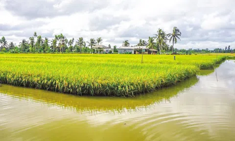 Trà Vinh đóng cống đầu mối để ngăn mặn, trữ ngọt cho đồng ruộng