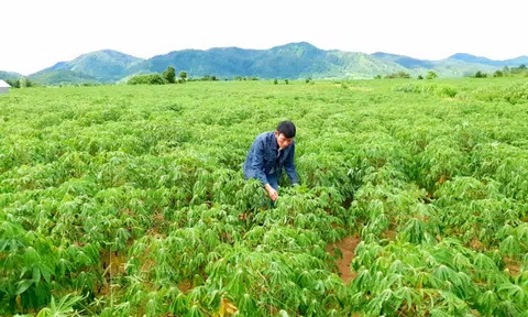Nhân giống sạch bệnh và kiểm soát nguồn lây khảm lá sắn