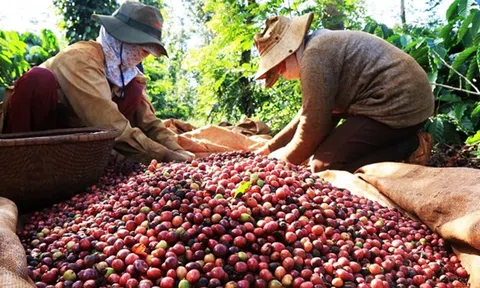 Tinh cà phê – Hướng đi mới cho cà phê Việt