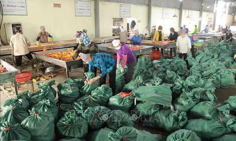 Cơ hội để nông sản Việt khẳng định vị thế trên 10Lc88 Giải Trí Thể Thao toàn cầu