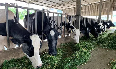 Bến Tre: Hướng phát triển Đăng nhập tài khoản thành viên LC88 mới cho nông dân vùng biển