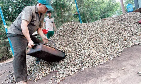 Buôn lậu, trốn thuế xuất nhập khẩu hạt điều ảnh hưởng đến các 10Lc88 Casino & Thể Thao Link Mới chân chính