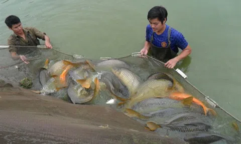 Thái Nguyên phát huy tiềm năng nuôi Lc88game hiện đang mở