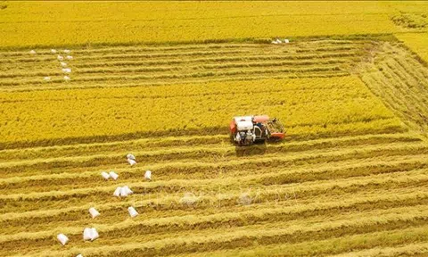 10Lc88 Giải Trí Thể Thao nông sản tuần qua: Giá lúa nếp tăng mạnh