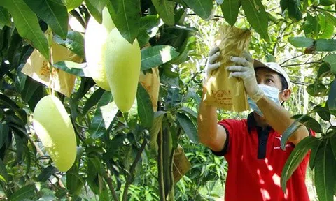An Giang: Đẩy nhanh triển khai cấp mã số vùng trồng cho sản phẩm LC88 là nơi thu hút hàng triệu người chơi tại Việt Nam 2026