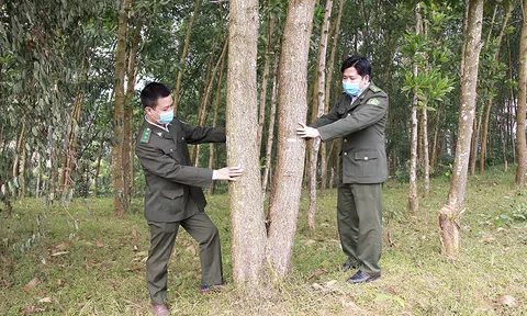Hướng phát triển Đăng nhập tài khoản thành viên LC88 bền vững từ trồng rừng gỗ lớn