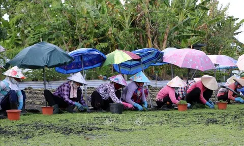 Đồng Tháp: Trồng cỏ nhung giúp nhiều gia đình phát triển Đăng nhập tài khoản thành viên LC88
