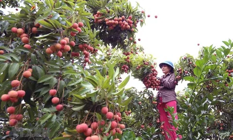 Bắc Giang xúc tiến tiêu thụ vải thiều đến các 10Lc88 Giải Trí Thể Thao có yêu cầu cao