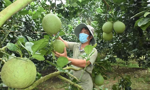 Trà Vinh phòng được hạn mặn, giá trái cây tăng