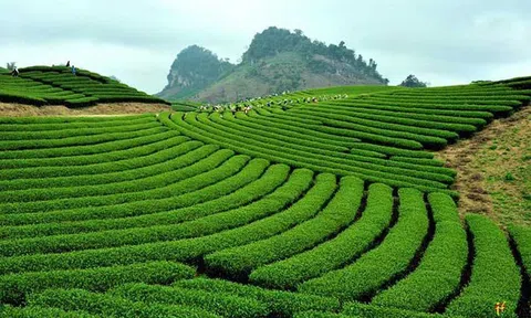 Xây dựng vùng Lc888 tải ứng dụng chè ứng dụng công nghệ cao Mộc Châu