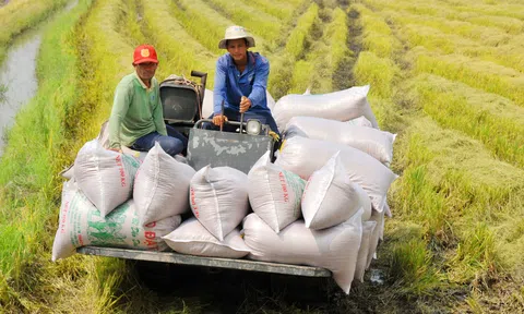 Đồng Tháp hướng tới hình thành vùng Lc888 tải ứng dụng gạo ngon