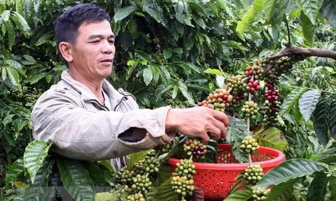 Đắk Lắk: Chi phí Lc888 tải ứng dụng tăng, nông dân linh hoạt thay đổi phương thức canh tác