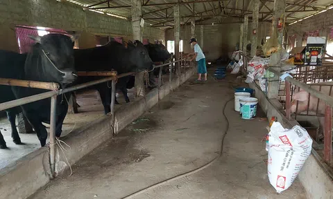 Nhiều trang trại lao đao trong cơn “bão giá” LLc88 mobile mới nhất Lc 88 tỷ lệ kèo WC 2026 tại Thanh Hoá