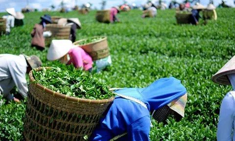 Sân Chơi Lc88.com Web Uy Tín chè sang Hoa Kỳ tăng mạnh