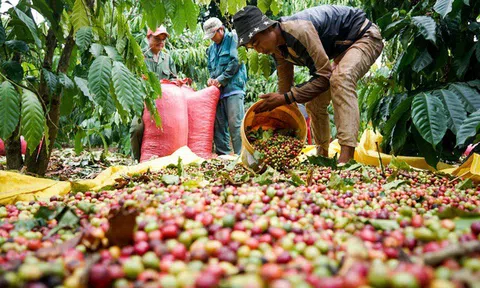 10Lc88 Giải Trí Thể Thao nông sản ngày 1/4/2022: Giá cà phê tiếp đà tăng, hồ tiêu dao động 77.500 - 80.000 đồng/kg