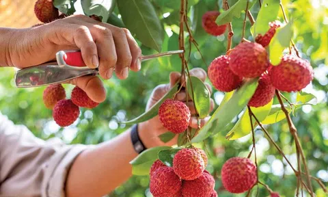 Nâng cao chất lượng, khơi thông đầu ra cho vải thiều Bắc Giang