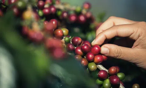 Cà phê và hồ tiêu đồng loạt quay đầu giảm giá