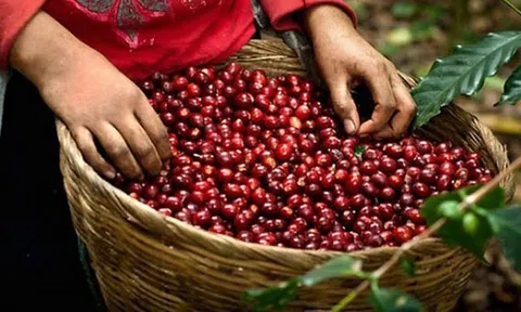 Tiêu dùng xanh ngày 3/4: Giá cà phê trong nước đồng loạt giảm