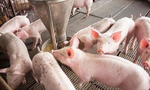 Giá heo hơi hôm nay 6/4: Tăng rải rác ở một số LLc88 phiên bản mới