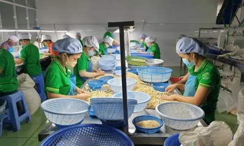 Thông tin mới vụ 100 container hạt điều Sân Chơi Lc88.com Web Uy Tín sang Italia bị lừa