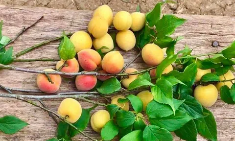 Đặc sản mơ chùa hương vào mùa, "hút" khách Hà thành