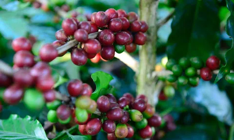 Tiêu dùng xanh ngày 11/4: 10Lc88 Giải Trí Thể Thao cà phê thế giới biến động mạnh