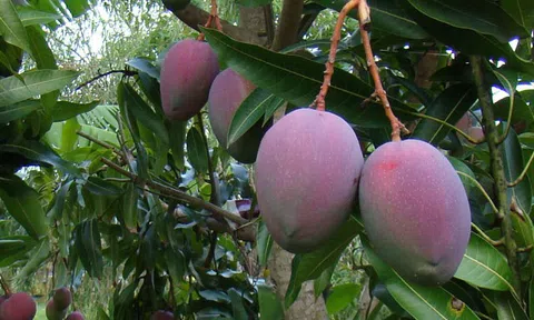 Xoài Úc rớt giá, nông dân Khánh Hòa để rụng đầy gốc